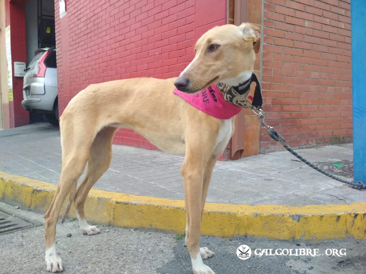 ESTRELLA DE BELEN | Galgo Libre, adozione Galgos e Podencos Spagnoli ...